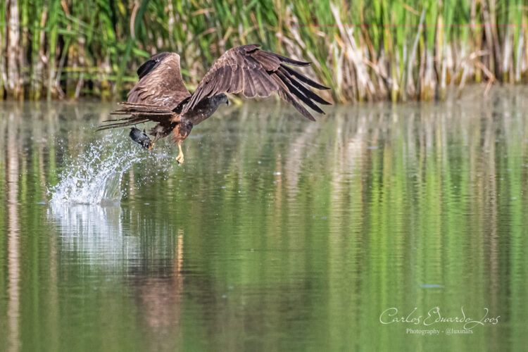 Reclaim Land for Wildlife Habitat